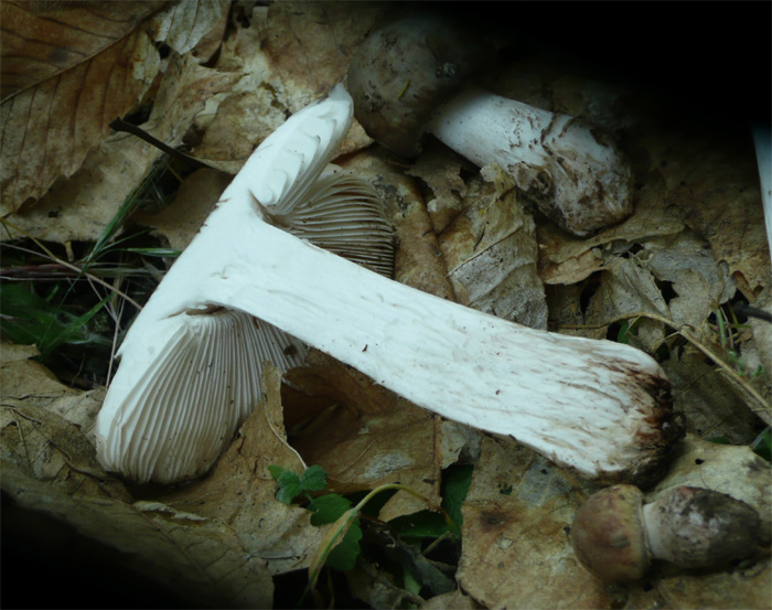 Amanita excelsa var. excelsa (o spissa?)